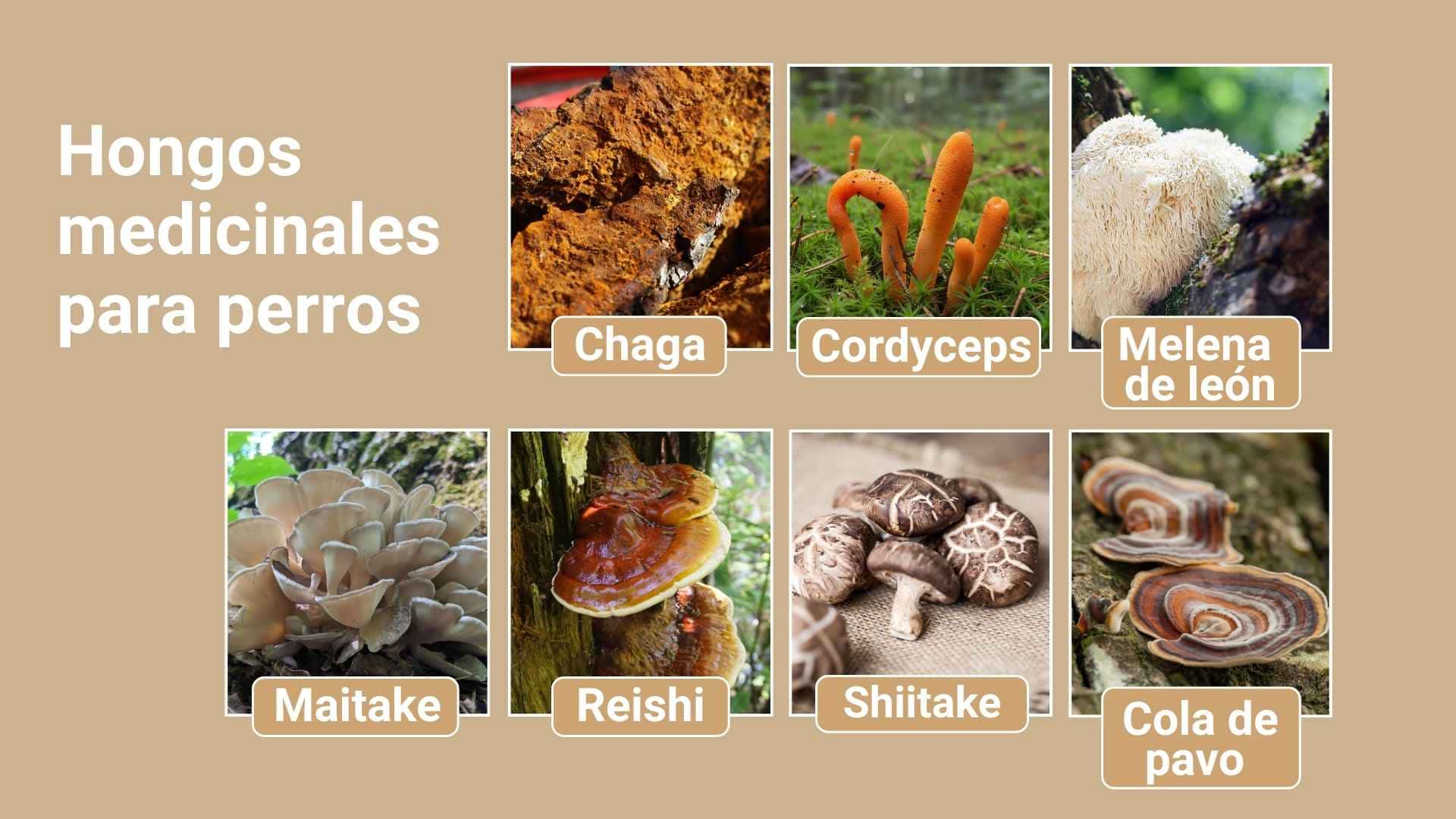 tipos de hongos medicinales para perros